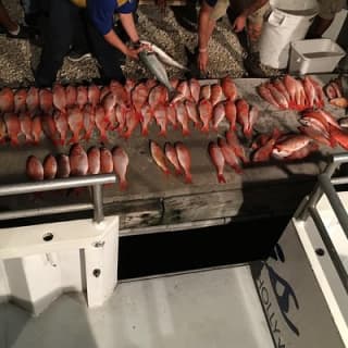 Half-Day Fishing Trip in Fort Lauderdale