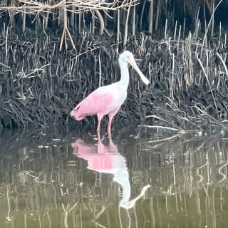 2 Hours Guided Robinson Preserve Mangrove Tour