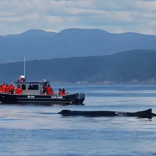 Ultimate Marine Whale & Wildlife Tour