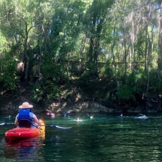 Wekiva River Guided Kayak Tour