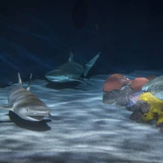 Aquarium of the Pacific: Membership Voucher