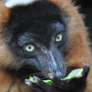 Central Florida Zoo & Botanical Gardens: Skip The Line