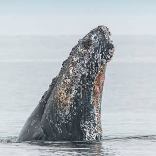 Whale Watching Tour in a Zodiac Boat in Victoria