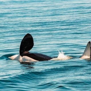 Whale Watching Tour in a Zodiac Boat in Victoria