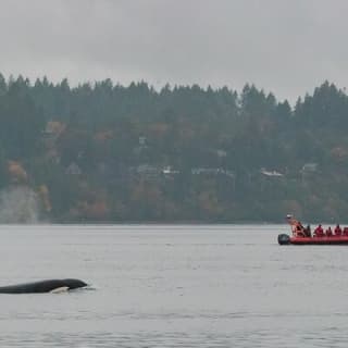 Whale Watching Tour in a Zodiac Boat in Victoria