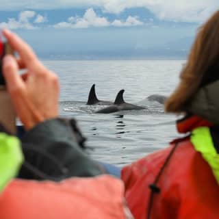 Whale Watching Tour in a Zodiac Boat in Victoria