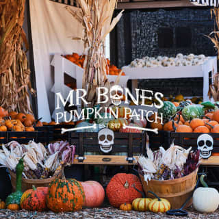 Mr. Bones Pumpkin Patch 2024