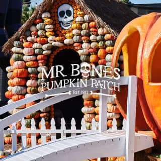 Mr. Bones Pumpkin Patch 2024