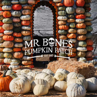 Mr. Bones Pumpkin Patch 2024