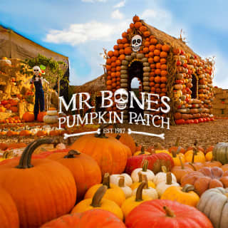 Mr. Bones Pumpkin Patch 2024