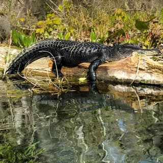 Silver Springs Glass Bottom Kayak Tour!