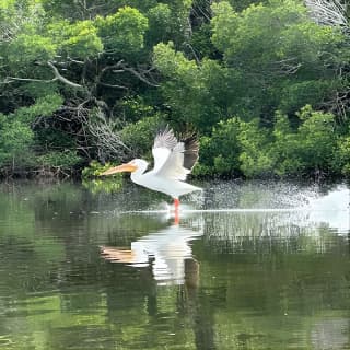 2 Hours Guided Robinson Preserve Mangrove Tour