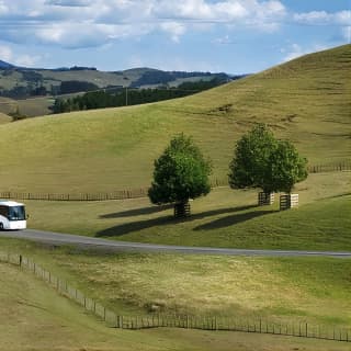 Waitomo & Hobbiton Guided Tour departing Auckland