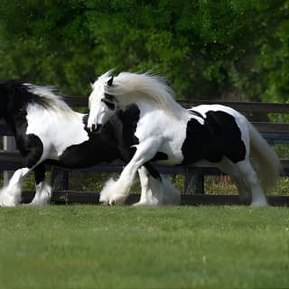 Gypsy Gold Horse Farm Walking Tour