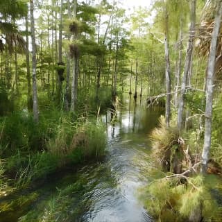 4-Hour Swamp Buggy Adventure Tour in Florida