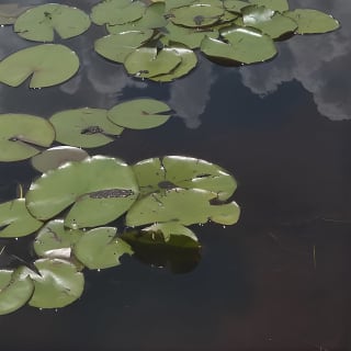 Air Boat Tour of Palm Beach in The Swamp Monster