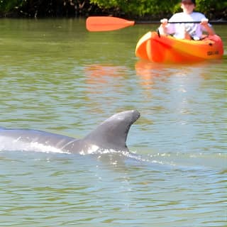 Lovers Key Guided Eco Tour-Mangrove Estuary 