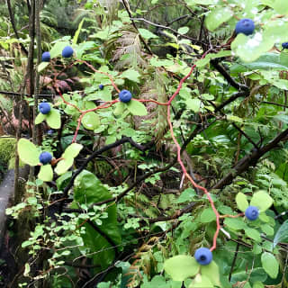 Talking Trees: Stanley Park Indigenous Walking Tour Led by a First Nations Guide