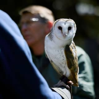 Eagles Heritage: Birds of Prey encounter & Forest Walk