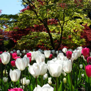 VanDusen Botanical Garden: A green city-centre oasis