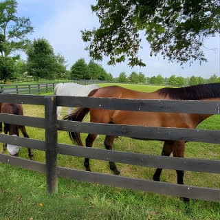 Unique Horse Farm Tours with Insider Access to Private Farms