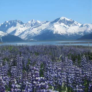 Wildlife and Glaciers with a walk in the Rainforest