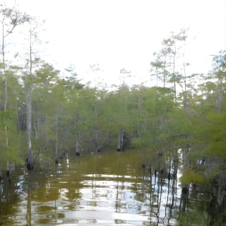 4-Hour Swamp Buggy Adventure Tour in Florida