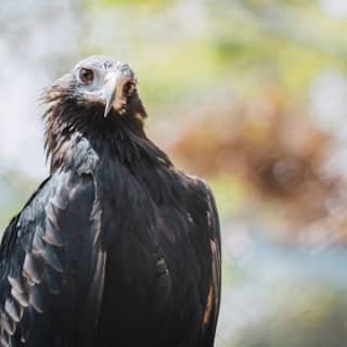 Eagles Heritage: Birds of Prey encounter & Forest Walk