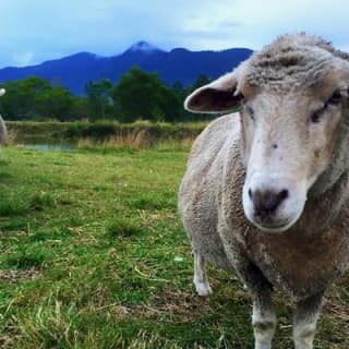 Trevena Glen Farm Animal Experience