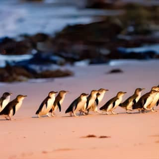 Phillip Island Penguins, Wine Tasting and Dinner from Melbourne