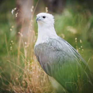 Eagles Heritage: Birds of Prey encounter & Forest Walk