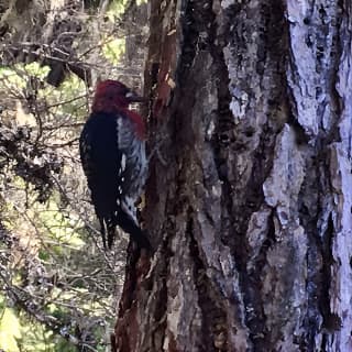 Talking Trees: Stanley Park Indigenous Walking Tour Led by a First Nations Guide