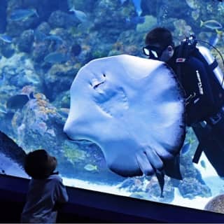 Cairns Aquarium: Entry Ticket