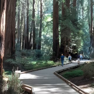 Amazing Muir Woods and Sausalito Tour