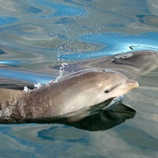 Dolphin Watch + Sailing - Port Stephens