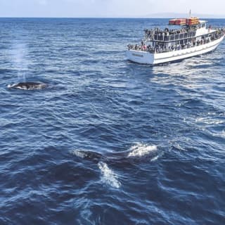 Dolphin & Whale Watching Sunset Cruise
