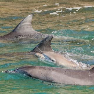 Dolphin Watch + Sailing - Port Stephens