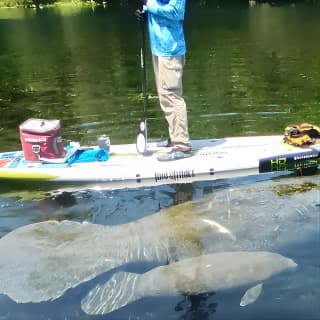 Clear Kayak or Paddleboard Manatee Adventure