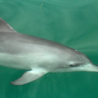 Dolphin Watch + Sailing - Port Stephens