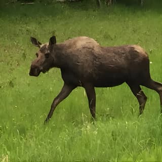 Anchorage City Tour w. Taste of Wild Smoked Salmon & Reindeer Sausage