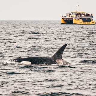 Half-Day Whale Watching Adventure from Victoria