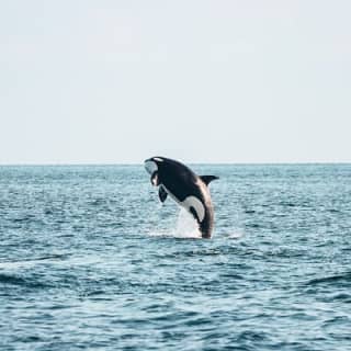 Half-Day Whale Watching Adventure from Victoria