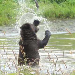 Wildlife and Glaciers with a walk in the Rainforest