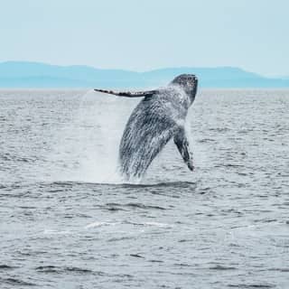 Half-Day Whale Watching Adventure from Victoria