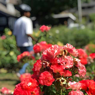 Bike Around Portland Oregon: Bridges, Neighborhoods, Poetry and Roses