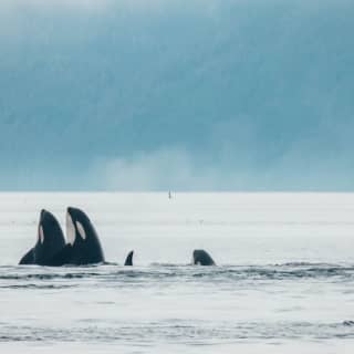 Sunset Whale Watching from Vancouver