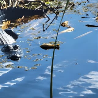 CENTRAL FLORIDA’S LOWEST PRICED eco-friendly airboat rides