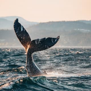 Sunset Whale Watching from Vancouver