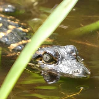 Exclusive Nature Escape Kayak Adventure on Blackwater Creek