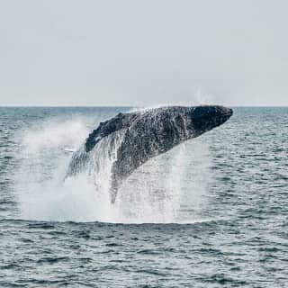 Half-Day Whale Watching Adventure from Victoria